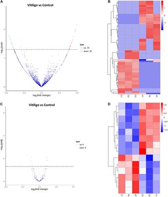 Identification of a Potentially Functional circRNA-miRNA-mRNA Regulatory Network in Melanocytes for Investigating Pathogenesis of Vitiligo